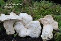 Hydnum repandum var.album-amf1458
